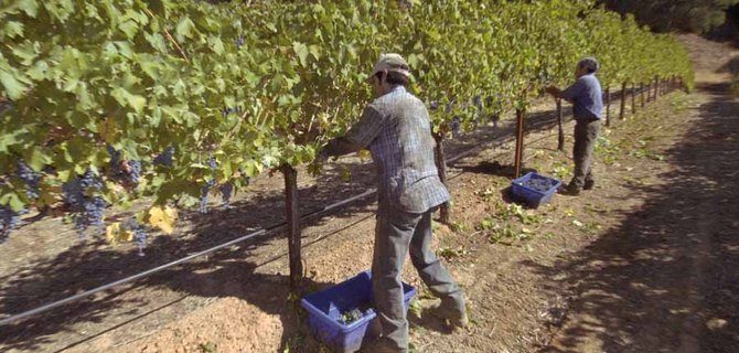 Impatto della Globalizzazione sul Settore Vitivinicolo: Come Rimodellare le Strategie di Business