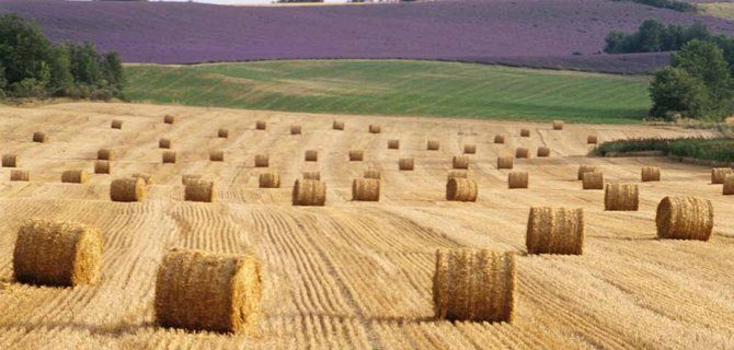 La multidisciplinarietà nel Diritto dei Mercati Agroalimentari: importanza e applicazioni