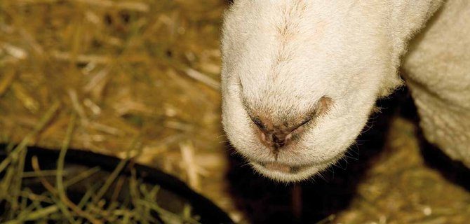 La collaborazione tra università e studi legali nel campo farmaceutico e sanitario