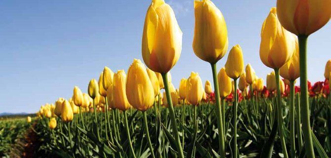 Nuove Frontiere nell'Agricoltura Sostenibile: Tecnologie e Innovazioni