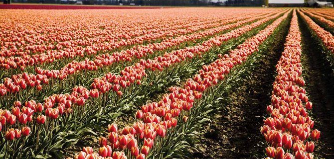 La Tradizione Incontra l'Innovazione: Come le Aziende Agroalimentari Italiane Stanno Conquistando i Mercati Internazionali