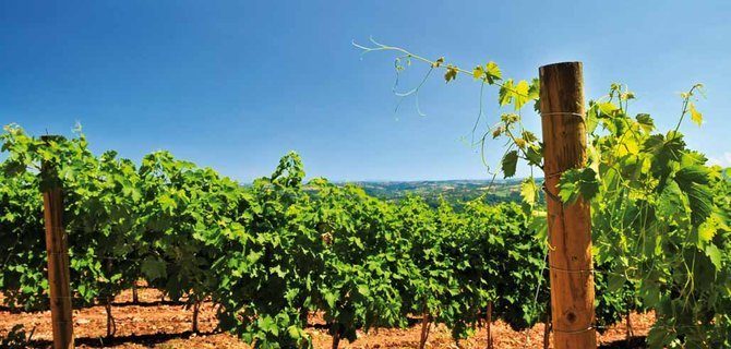 Come Formarsi per Eccellere nel Settore Agri-Food: Il Master in Food & Wine Tourism