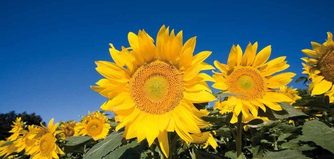 Progettare Orti e Giardini Terapeutici: Principi Base e Benefici