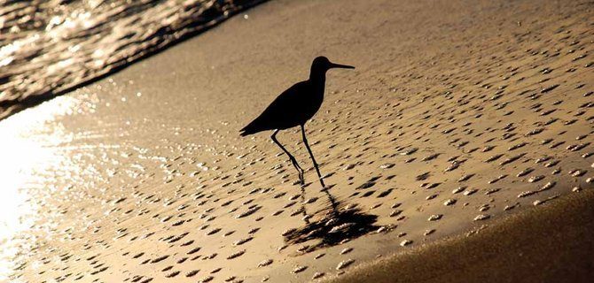 Metodologie Avanzate per l'Allevamento Sostenibile di Specie Marine