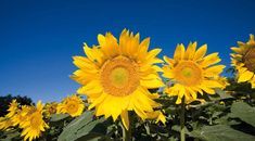 Immagine di copertina rappresentativa dell'articolo